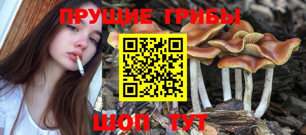 Галлюциногенные грибы GOLDEN TEACHER  Галлюциногенные грибы Psilocybine cubensis  Кудымкар  Вход с VPN 